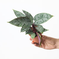 Apoballis acuminatissima 'Lavallaei'