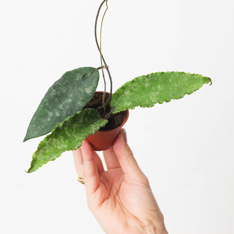 Hoya caudata aff 'Wavy Margin' Plants GrowTropicals