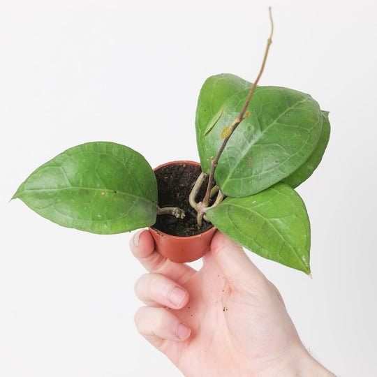 Hoya verticillata sp Wayang Splash Plants GrowTropicals
