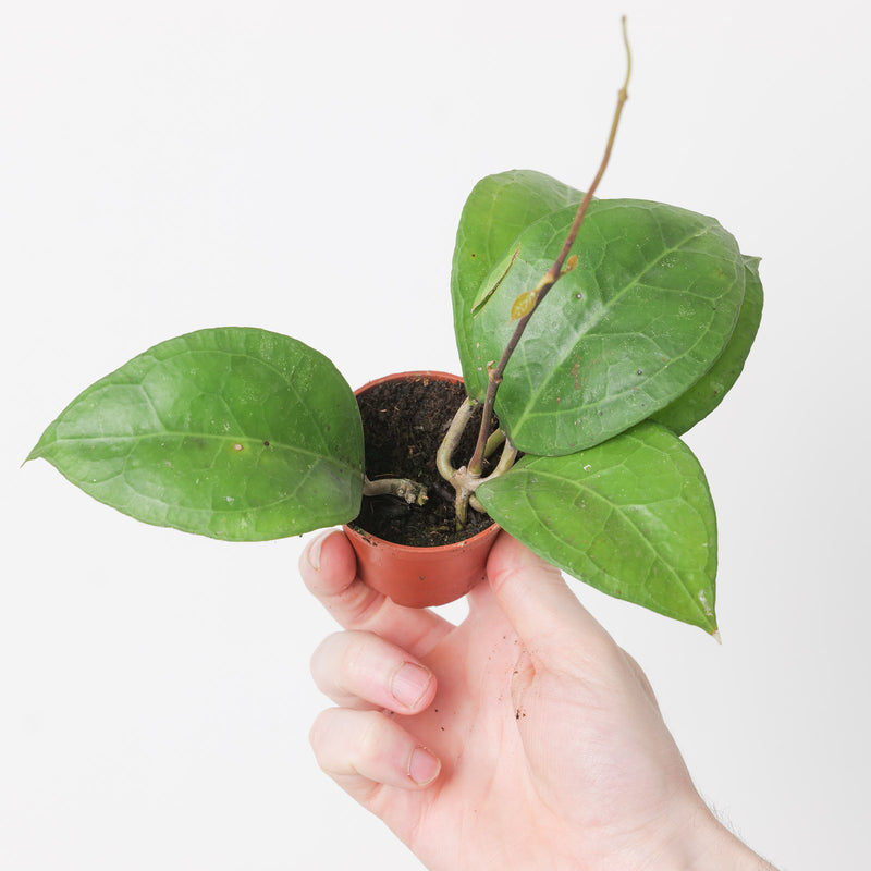 Hoya verticillata sp Wayang Splash Plants GrowTropicals