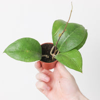 Hoya verticillata sp Wayang Splash