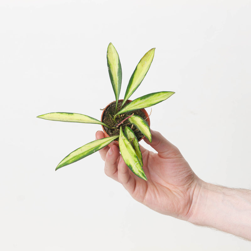 Hoya wayetii 'Tricolor' — 6cm