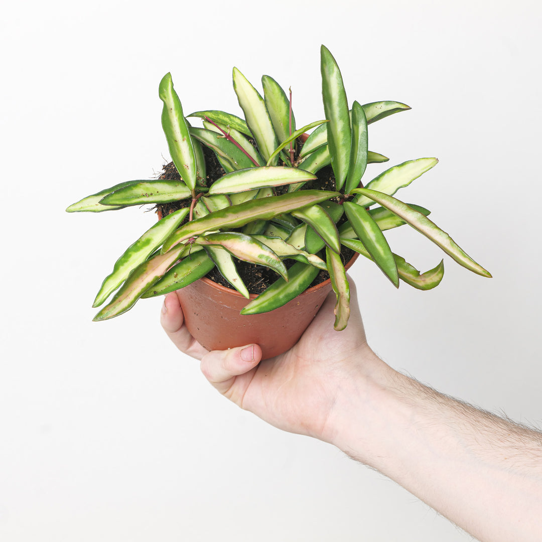 Hoya wayetii 'Tricolor' 12cm Plants GrowTropicals