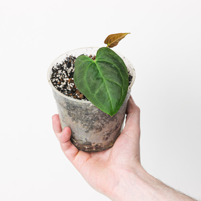 Anthurium papillilaminum x AOS 'WA' Plants GrowTropicals