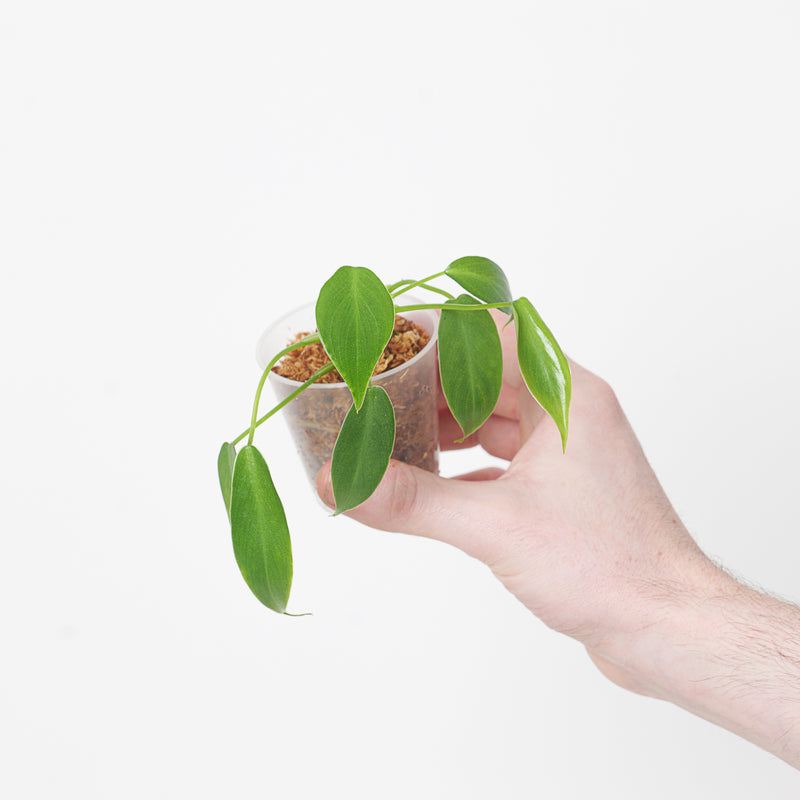 Philodendron 'Wend-imbe' Plants GrowTropicals