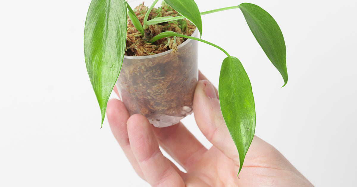 philodendron wend imbe variegated Philodendron 'Wend-imbe' | Plants
