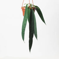 Anthurium wendlingeri