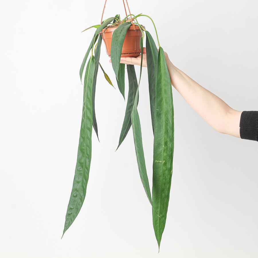 Anthurium wendlingeri 14cm XL Plants GrowTropicals