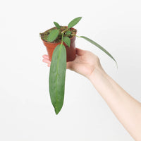 Anthurium wendlingeri