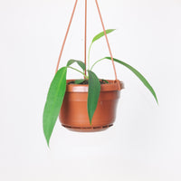 Anthurium wendlingeri
