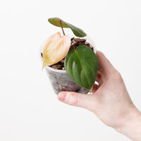 Philodendron nangaritense x werneri