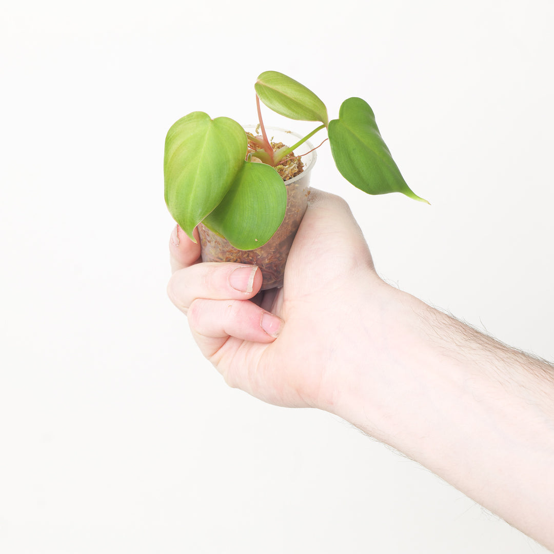 Philodendron nangaritense x werneri 6cm Plants GrowTropicals