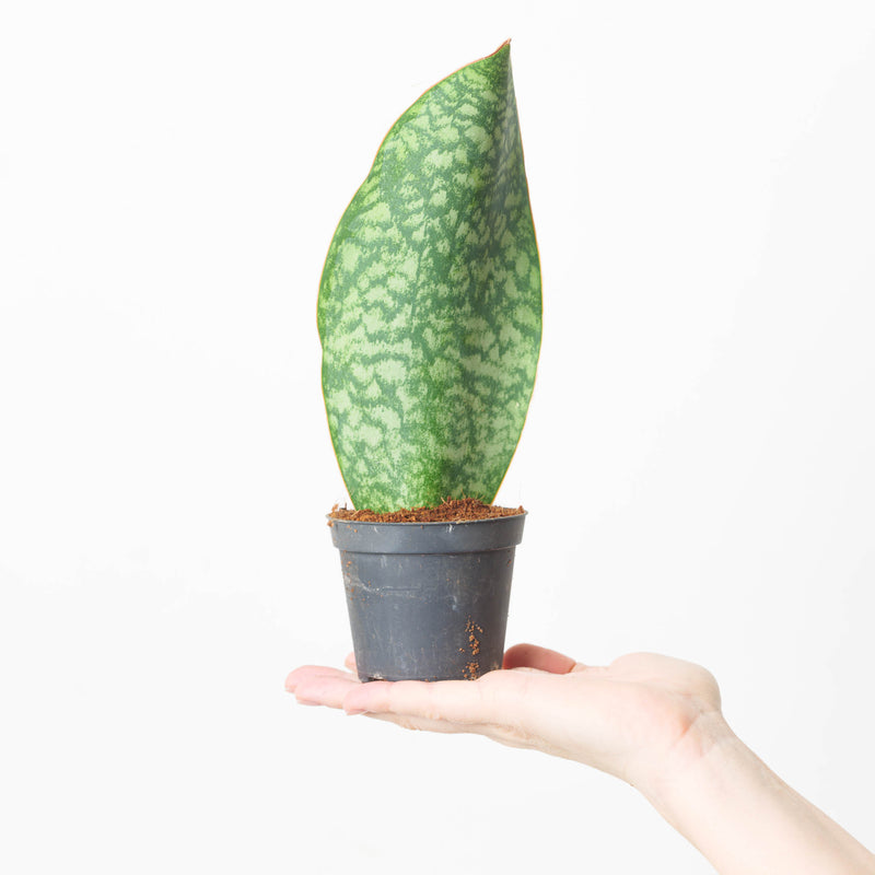 Sansevieria masoniana 'Whale Fin' — 8.5cm