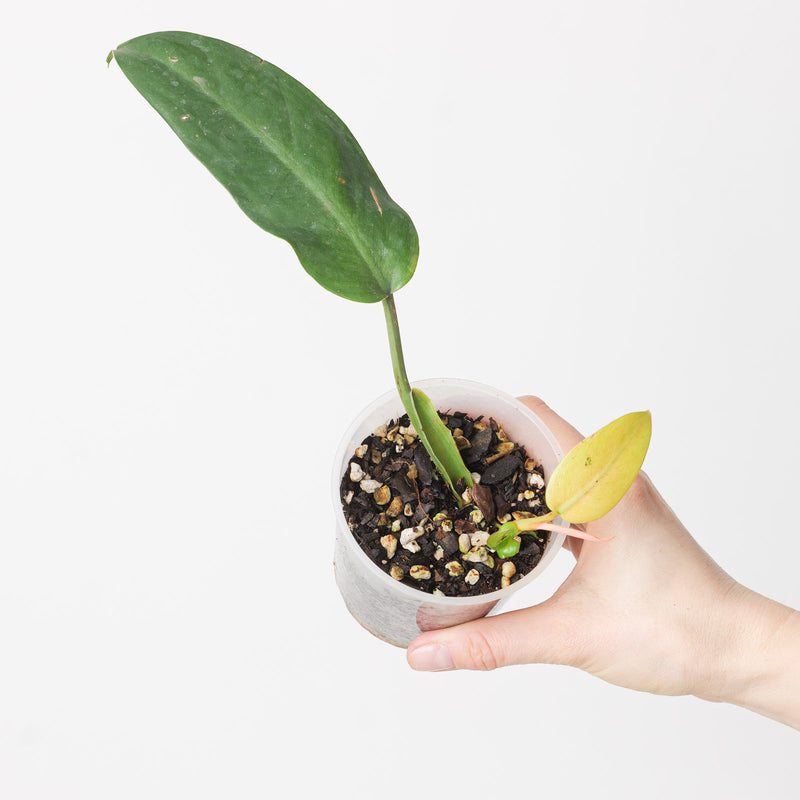 Philodendron Whipple Way Plants GrowTropicals