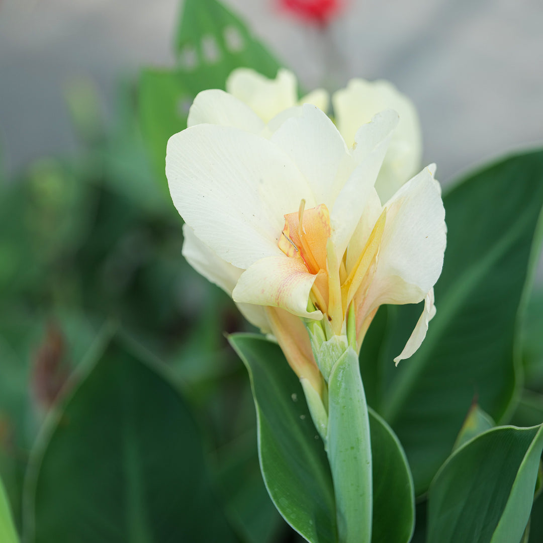 Canna 'Alaska White' Plants - Outdoor GROW TROPICALS