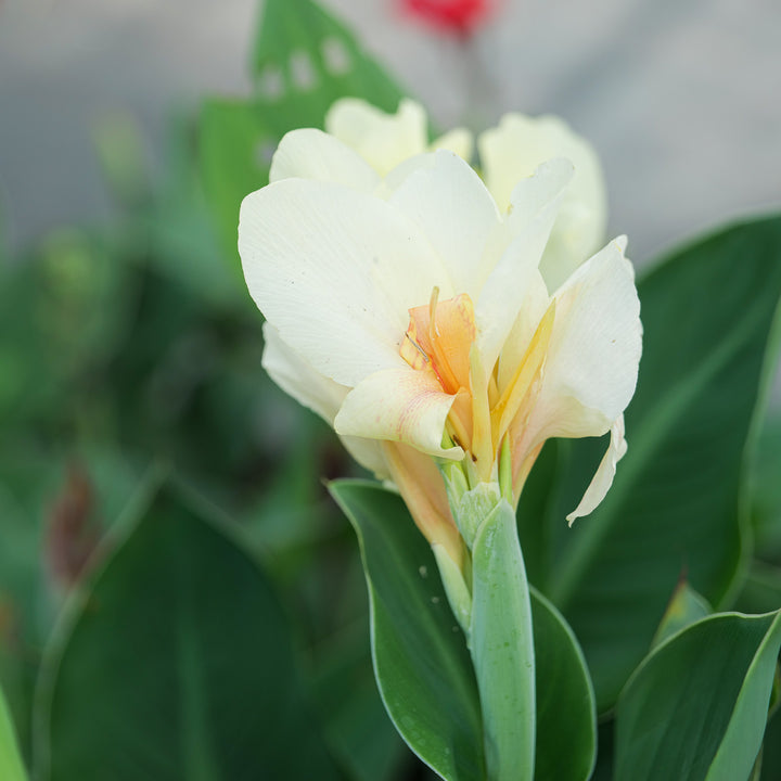 Canna 'Alaska White' Plants - Outdoor GROW TROPICALS