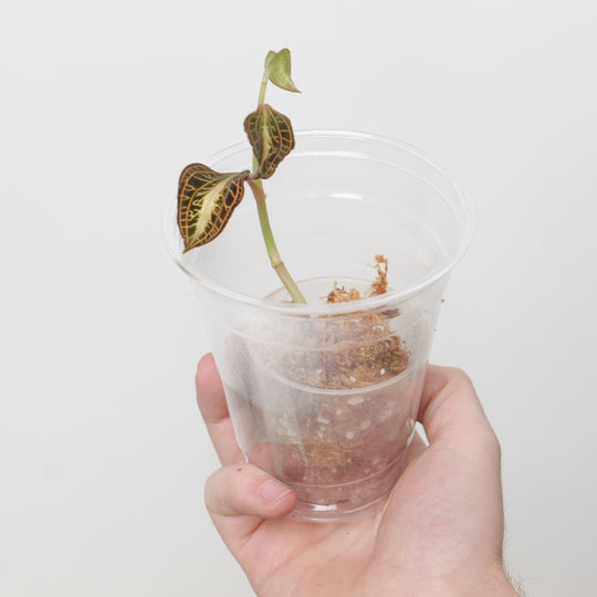 Anoectochilus roxburghii 'White Heart' (Plantlet) Plants GrowTropicals