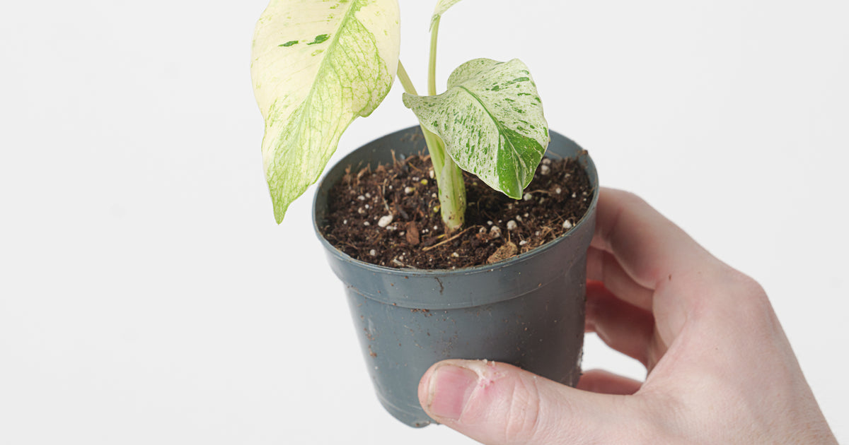 monstera white monster Monstera Kunzo White Monster | Plants