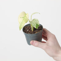 Monstera Kunzo White Monster