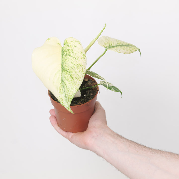 Monstera Kunzo White Monster