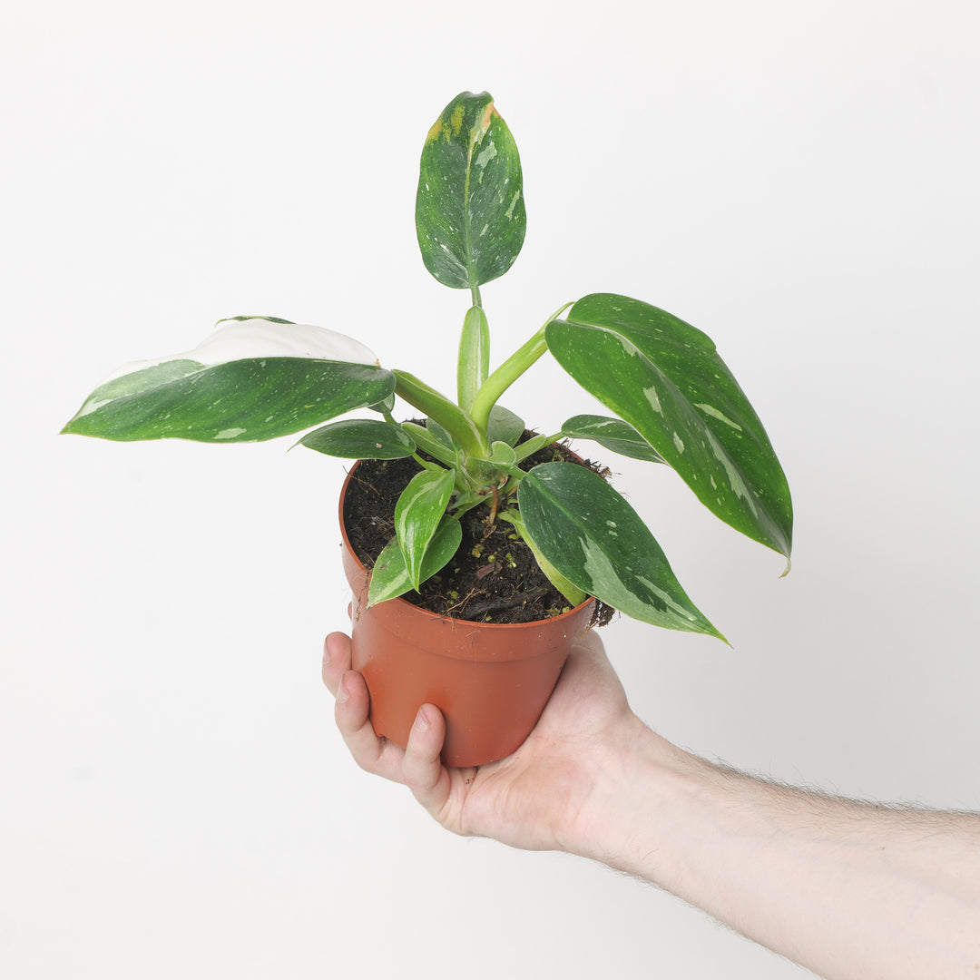 Philodendron White Princess 12cm Plants GrowTropicals