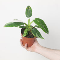 Philodendron White Princess