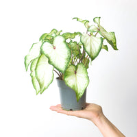 Caladium White Wonder