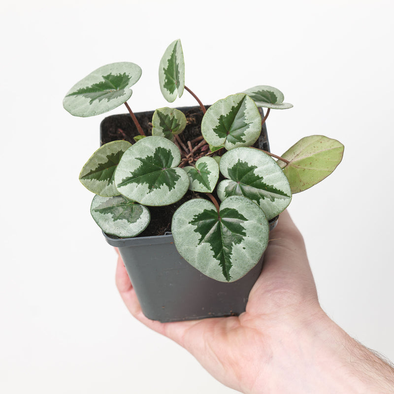 Cyclamen coum 'White Xmas Leaf'