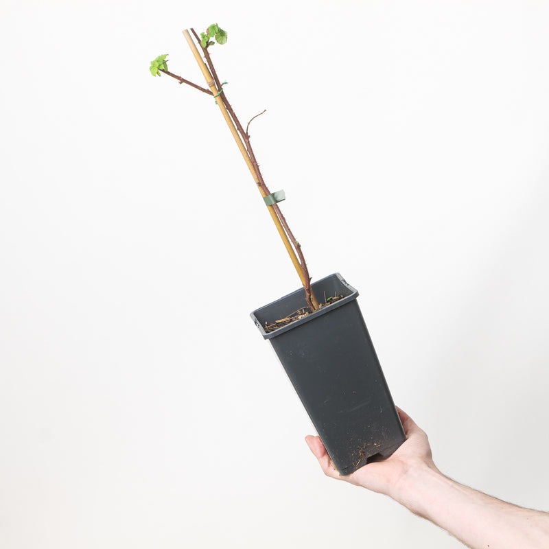 Rubus phoenicolasius — 15cm / 1.5L