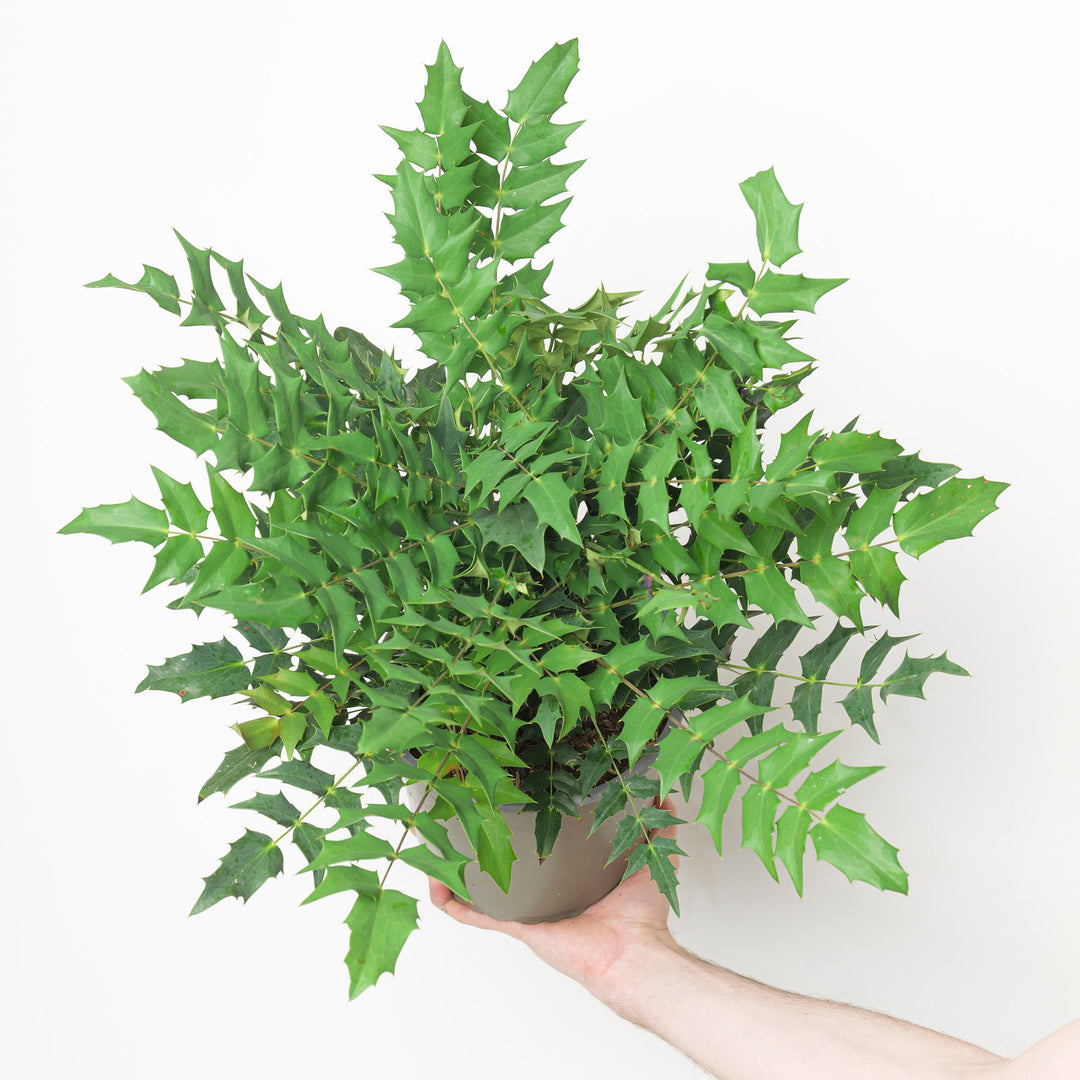 Mahonia x media Winter Sun Plants - Outdoor GROW TROPICALS