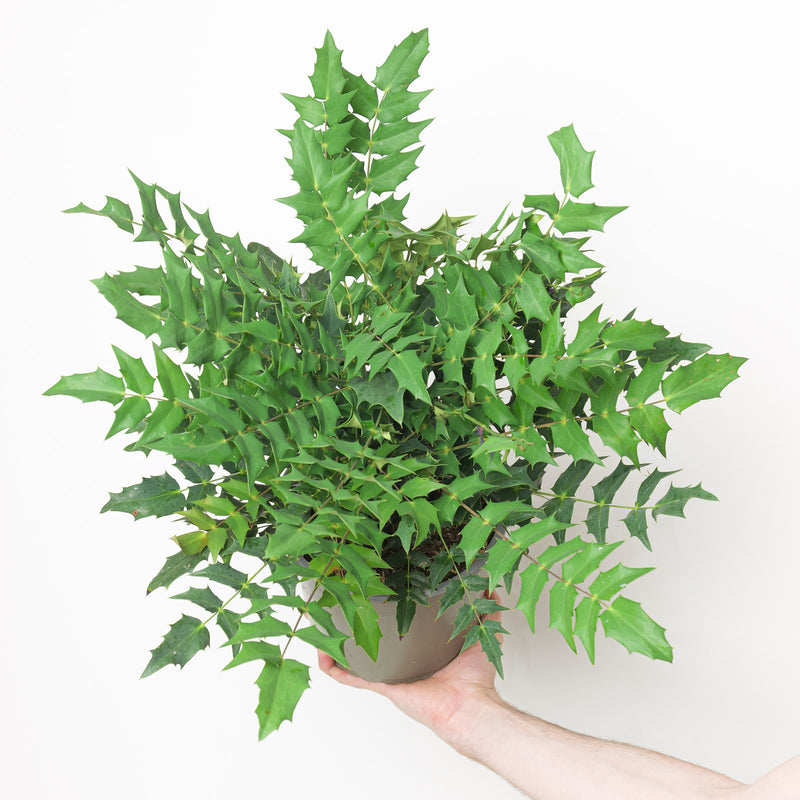 Mahonia x media Winter Sun Plants - Outdoor GROW TROPICALS