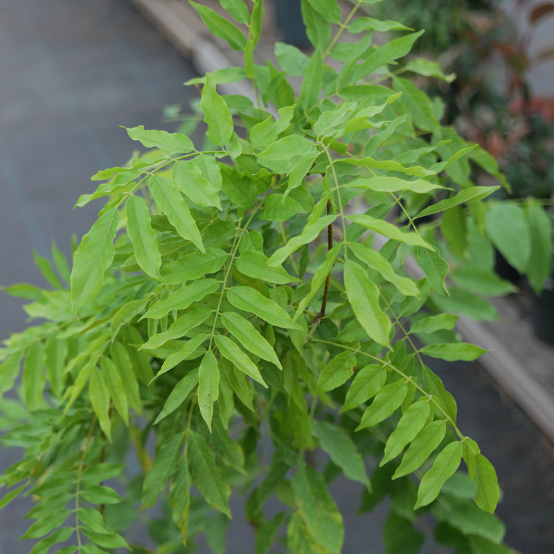 Wisteria floribunda 'Kimono' Plants - Outdoor GROW TROPICALS