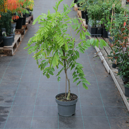 Wisteria floribunda 'Kimono' 23cm / 5L Plants - Outdoor GROW TROPICALS