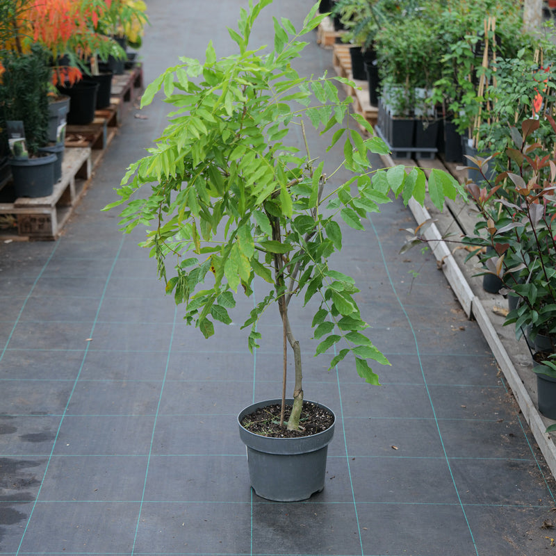 Wisteria floribunda 'Kimono' 23cm / 5L Plants - Outdoor GROW TROPICALS