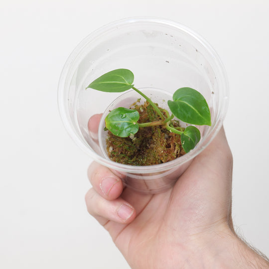 Anthurium Wonderboy x Michelle (Plantlet) Plants GrowTropicals