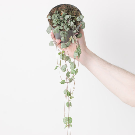 Ceropegia woodii 12cm Plants GrowTropicals