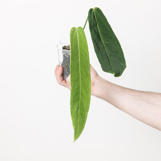 Anthurium warocqueanum x panamense 9cm Plants GrowTropicals