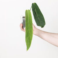 Anthurium warocqueanum x panamense