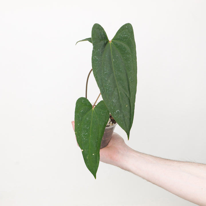 Anthurium X-One x RVDP 9cm / B Plants GrowTropicals