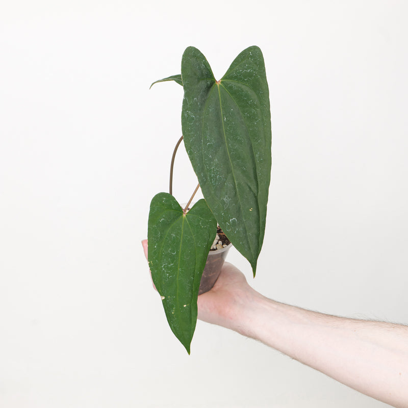 Anthurium X-One x RVDP — 9cm / B