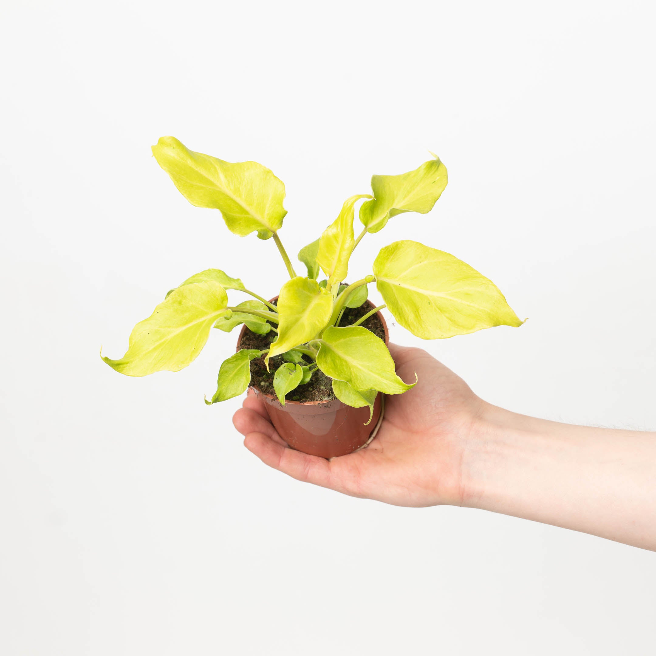 philodendron xanadu yellow Philodendron 'Xanadu Lime' | Plants