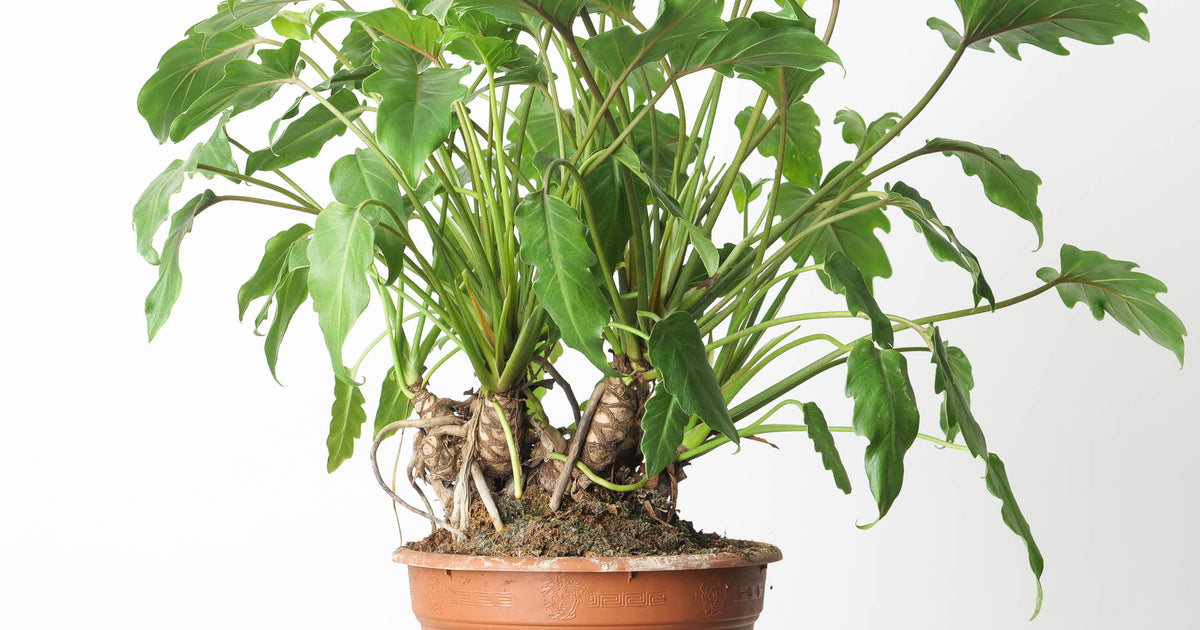 philodendron xanadu enzie Philodendron Xanadu Bonsai | Plants
