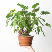 Philodendron Xanadu Bonsai