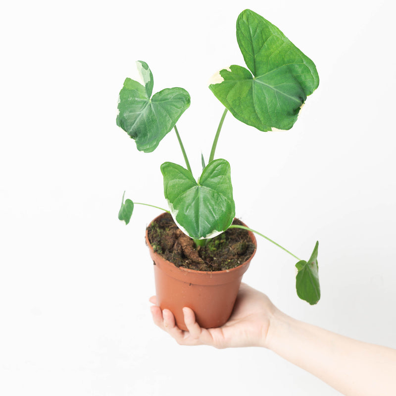 Xanthosoma 'Mickey Mouse' 14cm Plants GrowTropicals
