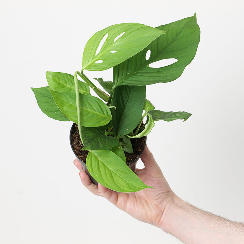 Monstera obliqua 'Xanthospatha' Plants GrowTropicals