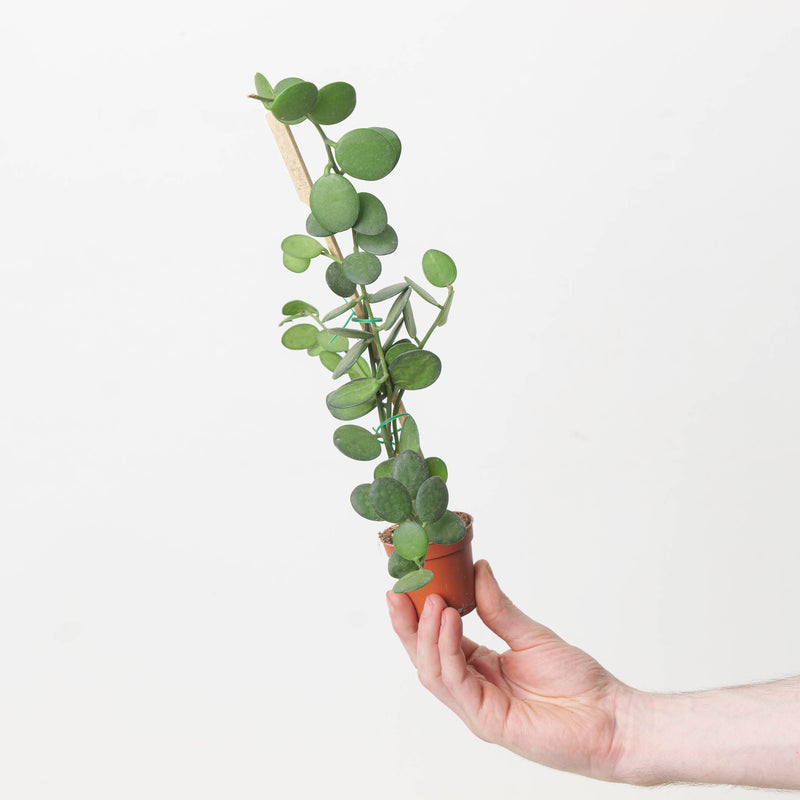 Xerosicyos danguyi | Nickel Plant Plants GrowTropicals