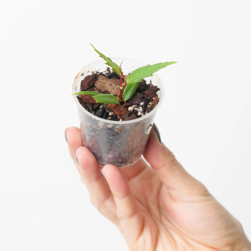 Begonia xiphophylla — 6cm