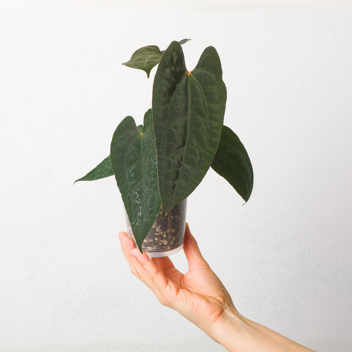 Anthurium X-One x RVDP Plants GrowTropicals