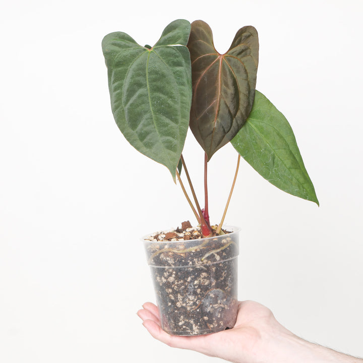 Anthurium X-One x RVDP 12cm / A Plants GrowTropicals