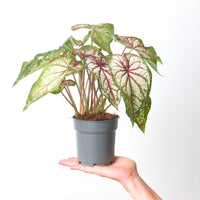 Caladium Xplosion